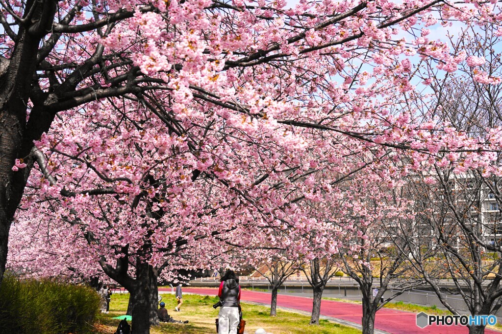 汐入大寒桜