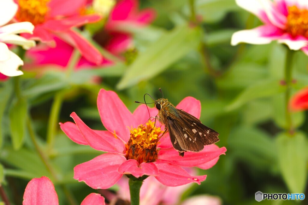 ジニアにセセリチョウ