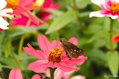 ジニアにセセリチョウ ジニアにセセリチョウ