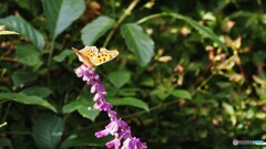 キタテハ キタテハ