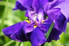 堀切菖蒲園２０２５～xvii