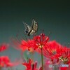 お彼岸の中日～④