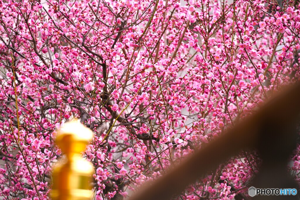 高潔～ⅱ