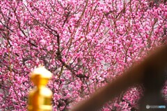 高潔～ⅱ