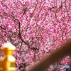 高潔～ⅱ