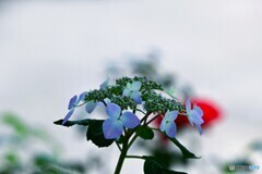 梅雨時の華～ⅱ