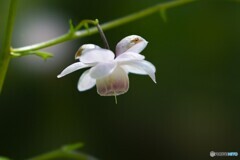 赤城自然園～③