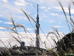 晩秋のスカイツリー