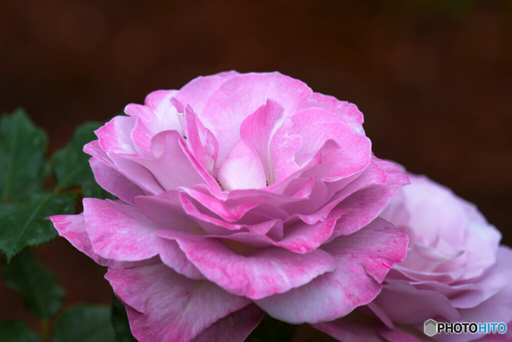 春薔薇の旧古河庭園～xix