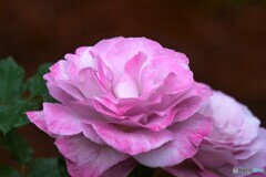 春薔薇の旧古河庭園～xix