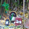 多門寺の狸