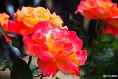 春薔薇の旧古河庭園～ⅲ