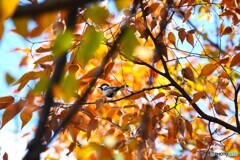 師走の秋色～ⅳ