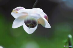 御岳山森の妖精～ⅴ