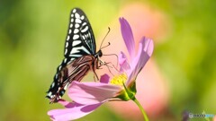 ピンクの秋桜と蝶