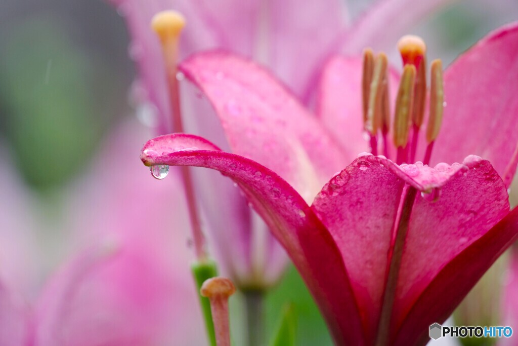 梅雨に咲く華～①