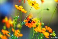 黄花で遊ぶ