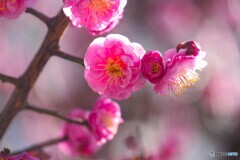 梅が盛り
