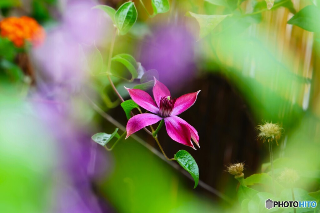 ベランダ華～④