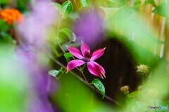 ベランダ華～④