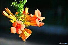 夏らしい華