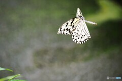 晩夏の生物園～⑥