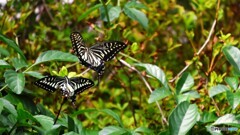 アゲハの好きな花～②
