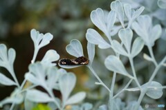 来年、見てね～、、、。