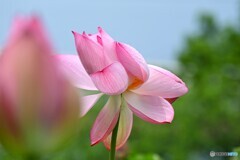 堀之内公園の大賀蓮～２０２４