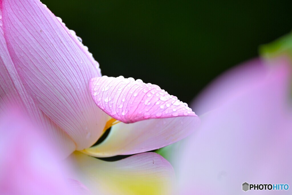雨中の大賀蓮～Ⅶ