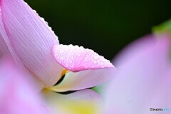 雨中の大賀蓮～Ⅶ