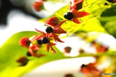 冬の生物園２０２５～ⅹ