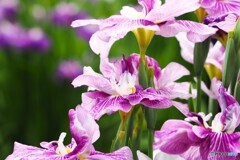堀切菖蒲園２０２５～ⅳ