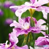 堀切菖蒲園２０２５～ⅳ