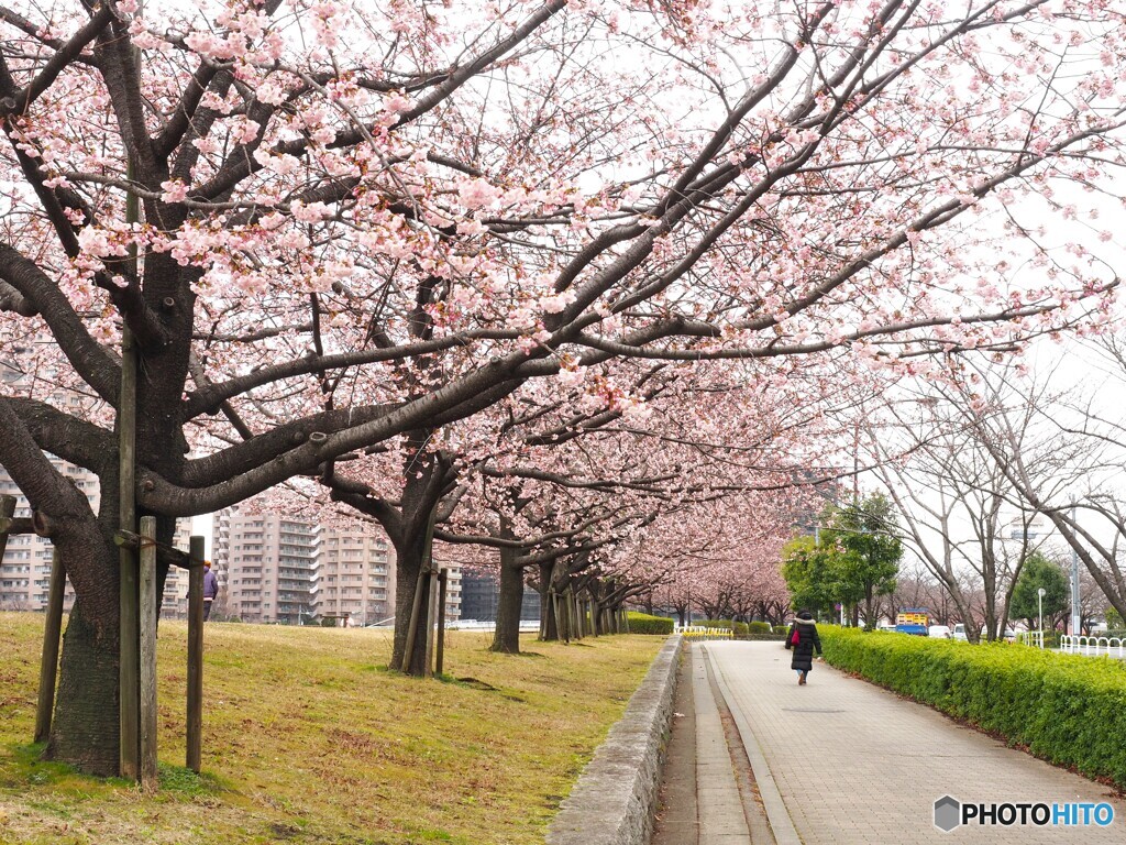 桜通り