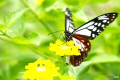 夏の生物園～⑱