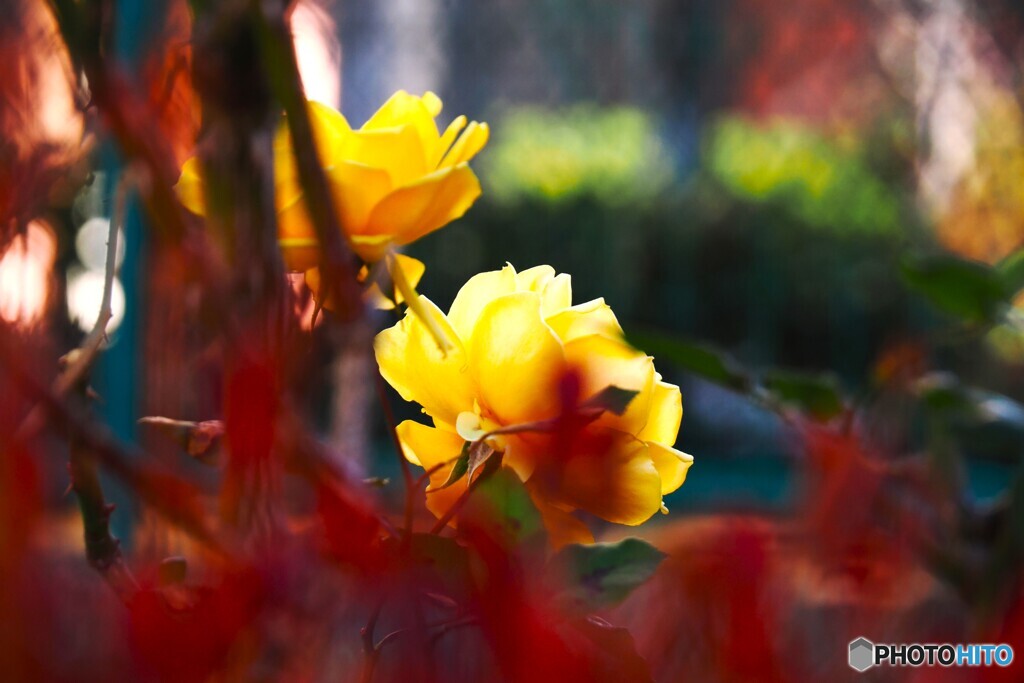 冬の黄色の薔薇