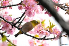 今年も感謝の河津桜～ⅳ