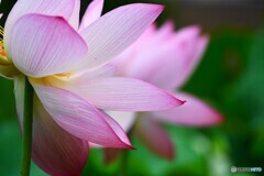 雨中の大賀蓮～Ⅱ