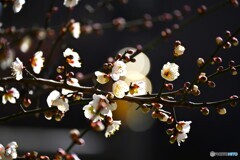 春への輝き