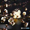 春への輝き