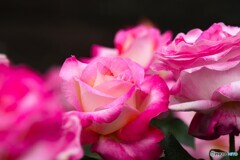 春薔薇の旧古河庭園～xiii