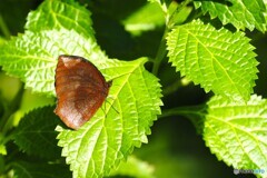 ２０２６初生物園～ⅶ