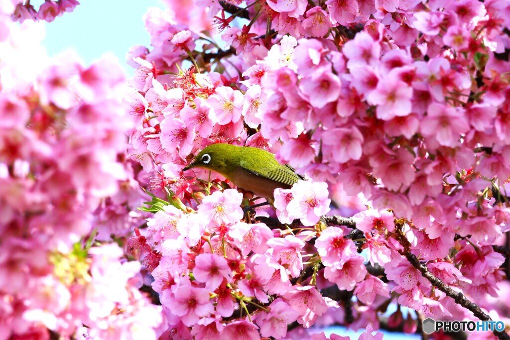 如月の桜～xix
