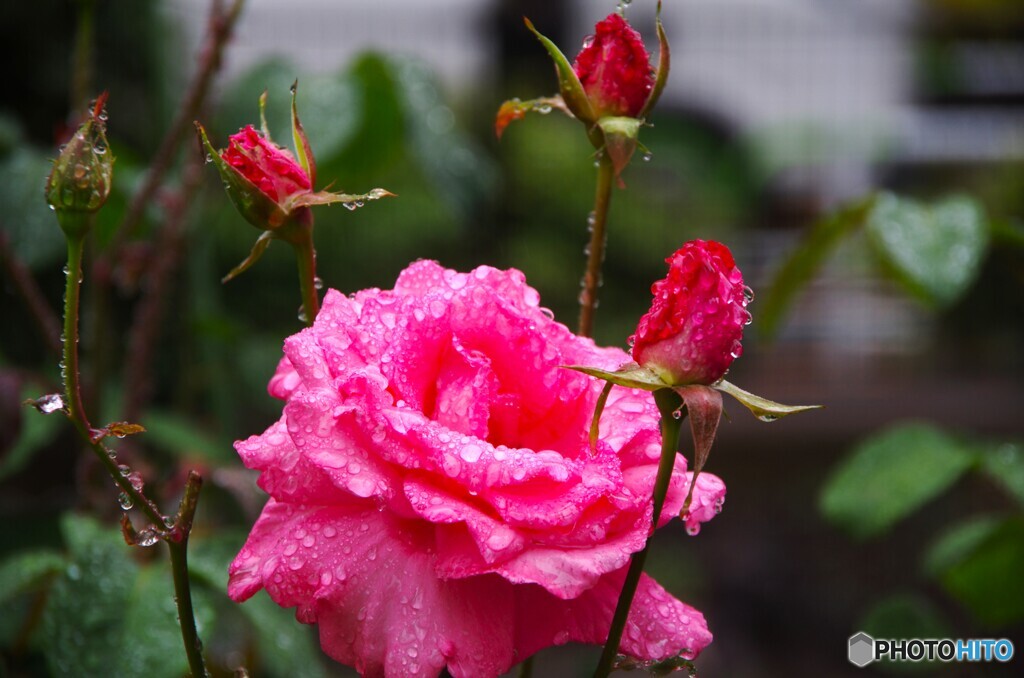 土砂降りの日の花達～ⅲ