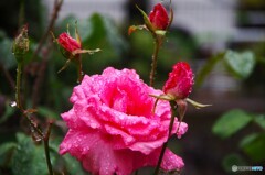 土砂降りの日の花達～ⅲ