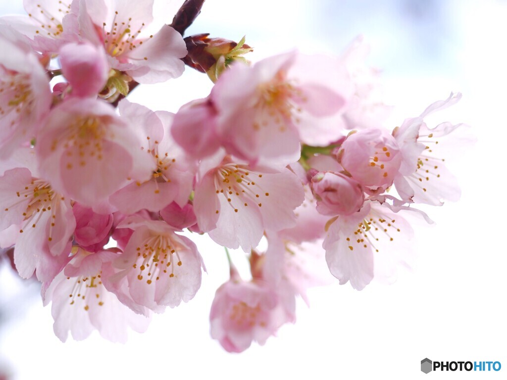 弥生の桜～xxiv