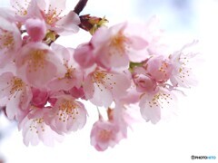 弥生の桜～xxiv