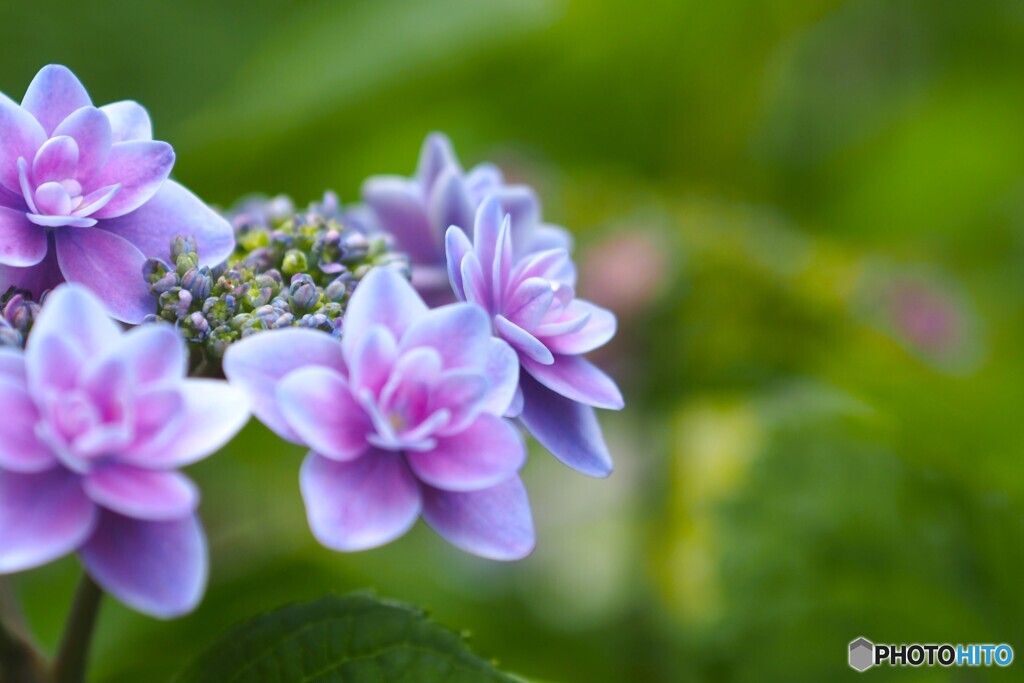八重額紫陽花
