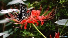 アゲハの好きな花～④